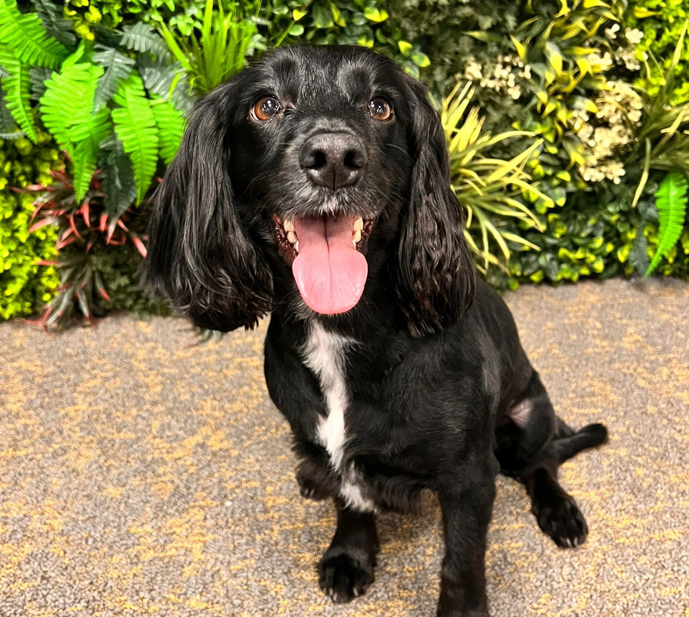 A sprocker spaniel